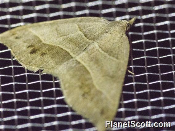 Lorquin's Angle (Macaria lorquinaria)