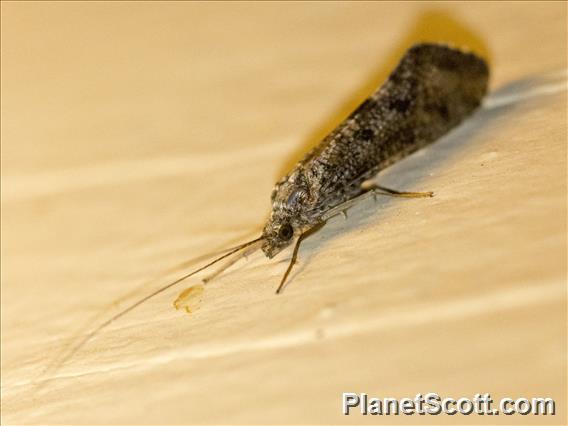 Caddisfly