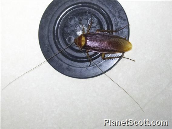 American Cockroach (Periplaneta americana)