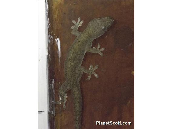 Tropical House Gecko (Hemidactylus mabouia)