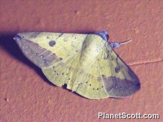 Velvetbean Caterpillar Moth (Anticarsia gemmatalis)