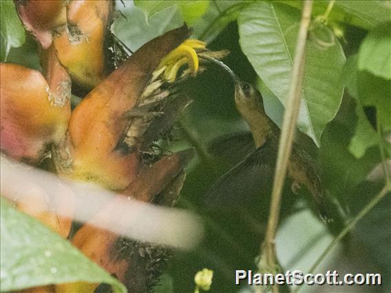 Long-billed Hermit (Phaethornis longirostris)