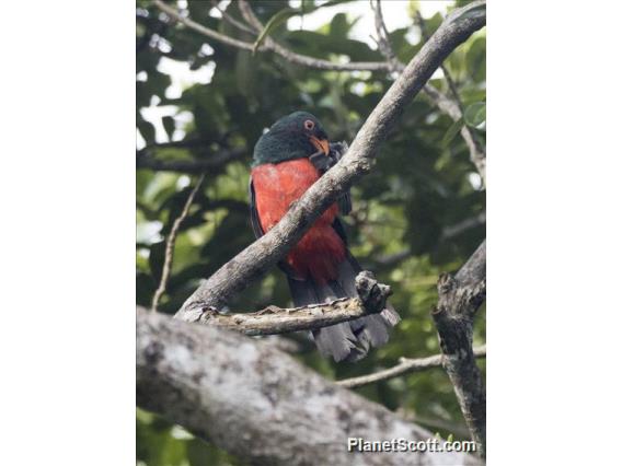 Slaty-tailed Trogon (Trogon massena) - Male