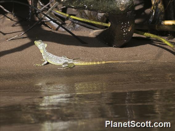 Green Basilisk (Basiliscus plumifrons)