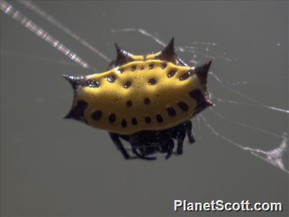 Spinybacked Orbweaver (Gasteracantha cancriformis)