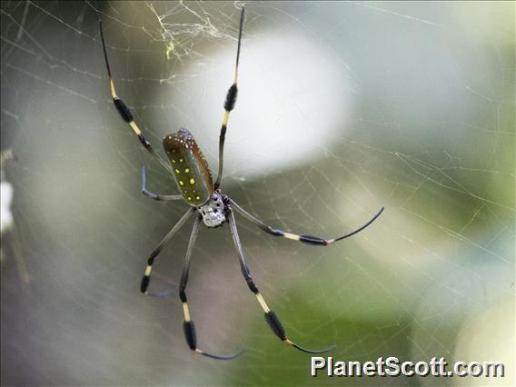 Golden Silk Orb-weaver (Trichonephila  clavipes)