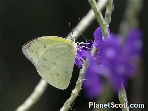 Ghost Yellow (Abaeis albula)