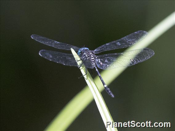 Blue-eyed Setwing (Dythemis nigra)