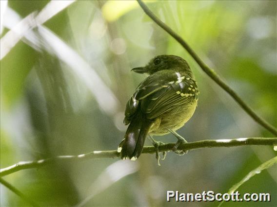 Black-crowned Antshrike (Thamnophilus atrinucha) - Male