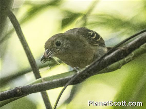 Black-crowned Antshrike (Thamnophilus atrinucha) - Female