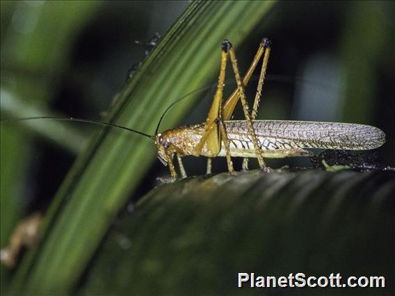 Katydid (Ischnomela gracilis)