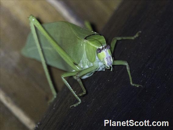 Leaf Katydid (Stilpnochlora sp)