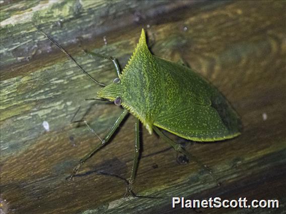 Stink Bug (Loxa viridis)