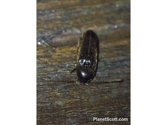 Click Beetle (Elateridae sp)