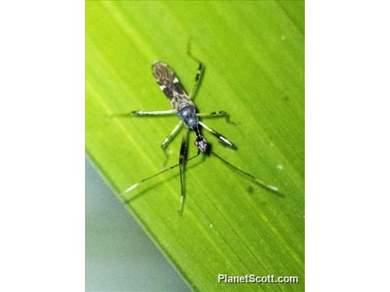 Long-necked Seed Bug (Myodocha intermedia)