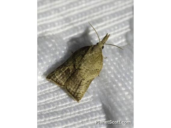 Sparganothini Moth (Platynota sp)