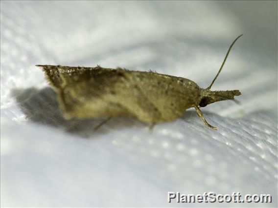 Sparganothini Moth (Platynota sp)