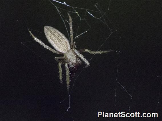 Orbweaver Spider (Eustala fuscovittata)