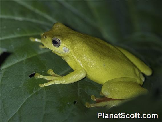 Mahogany Tree Frog (Tlalocohyla loquax)