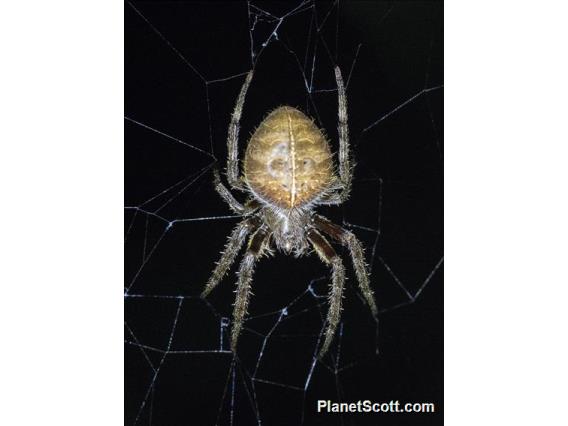 Orbweaver Spider (Eriophora edax)