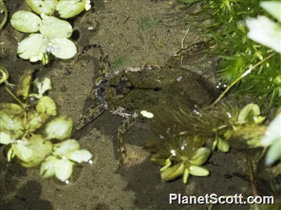 Giant Water Bug (Lethocerus sp)