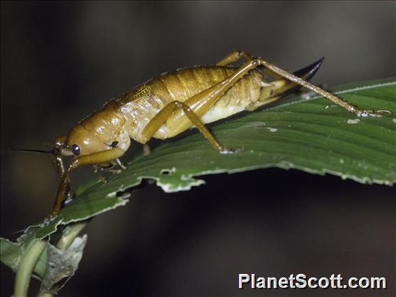 Cocconotini Katydid (Melanonotus powellorum)