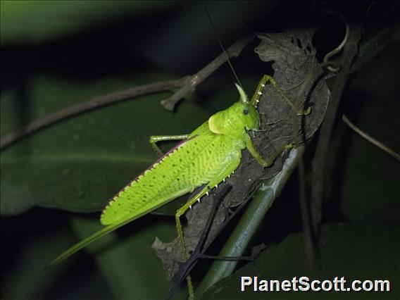 Rhinoceros Katydid (Copiphora rhinoceros)