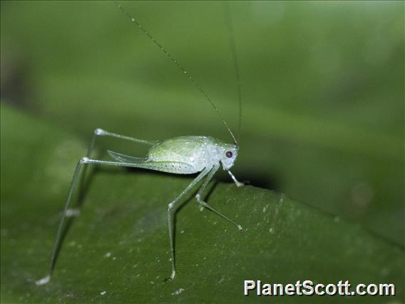 Leaf Katydid (Phaneropterini sp)