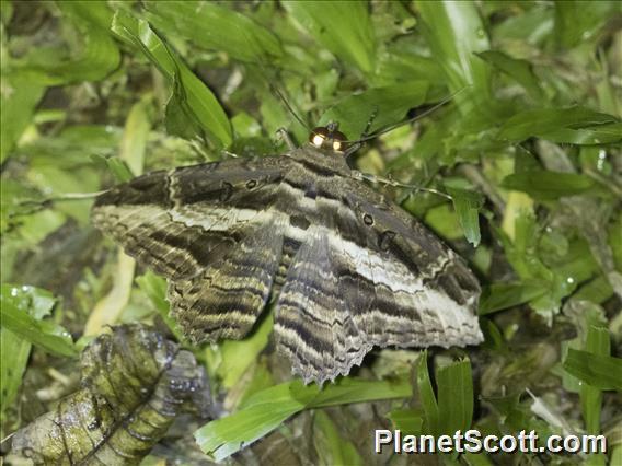 Thermesiini Moth (Feigeria herilia)