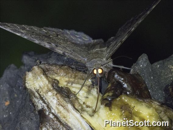 Black Witch (Ascalapha odorata)