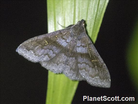 Litter Moth (Erebidae sp)