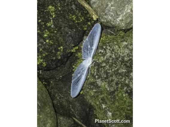 Derbid Planthopper (Mysidiina sp)