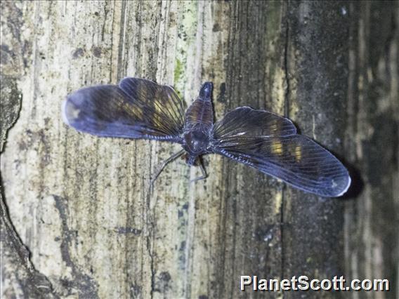 Derbid Planthopper (Derbe sp)