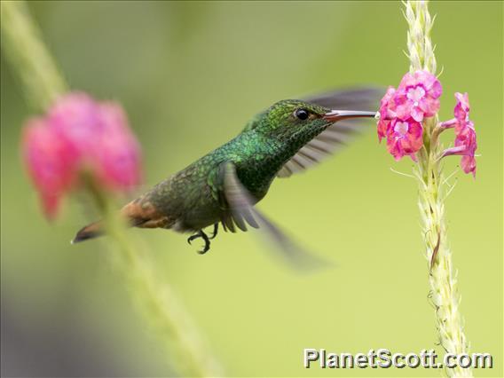 Rufous-tailed Hummingbird (Amazilia tzacatl)