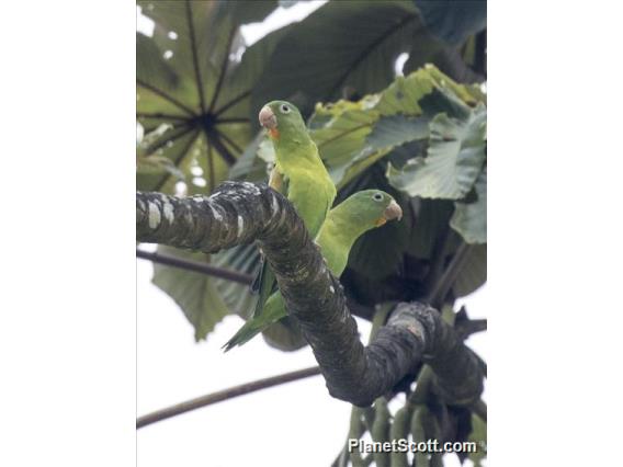 Orange-chinned Parakeet (Brotogeris jugularis)