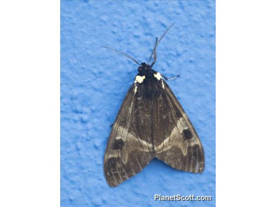 Tiger Moth (Dysschema magdala)