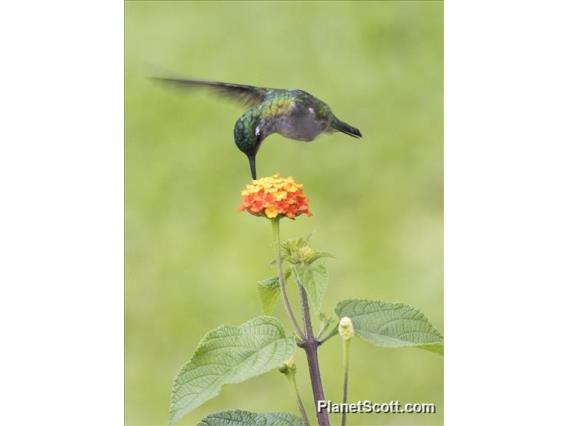 Violet-headed Hummingbird (Klais guimeti) - Female