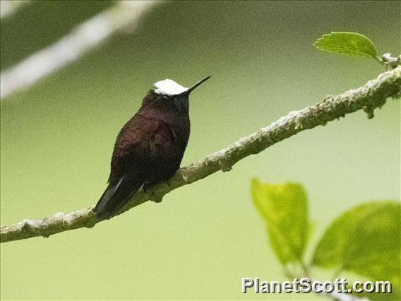 Snowcap (Microchera albocoronata) - Male