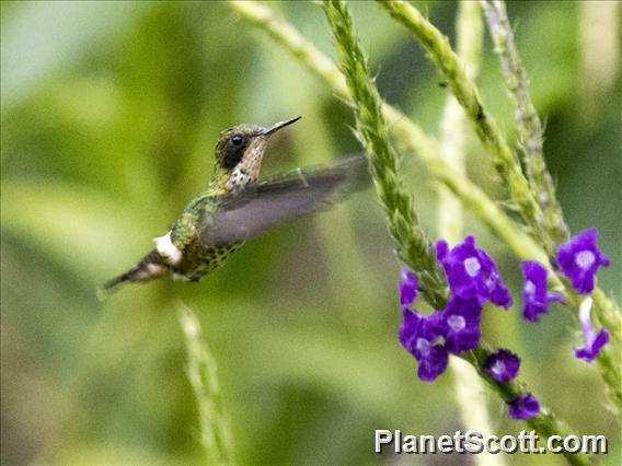 Black-crested Coquette (Lophornis helenae) - Female