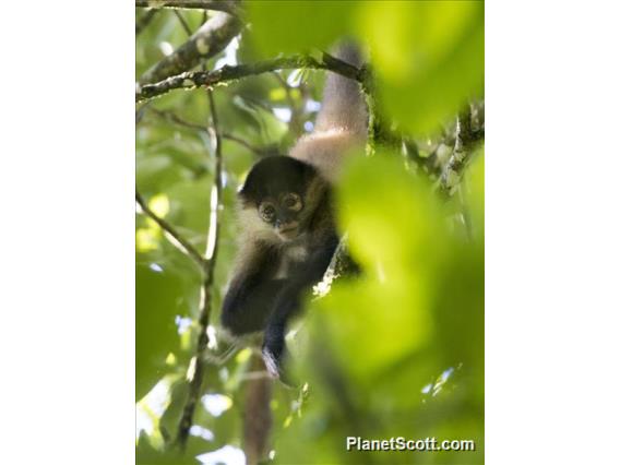 Central American Spider Monkey (Ateles geoffroyi)