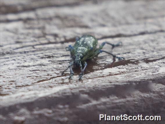 Broad-nosed Weevil (Exophthalmus jekelianus)