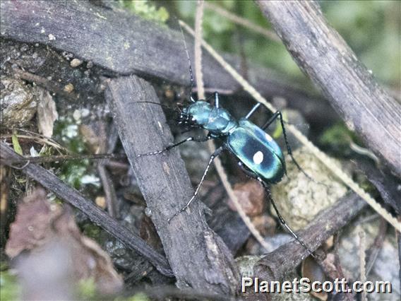 Central American Montane Tiger Beetle (Pseudoxycheila tarsalis)