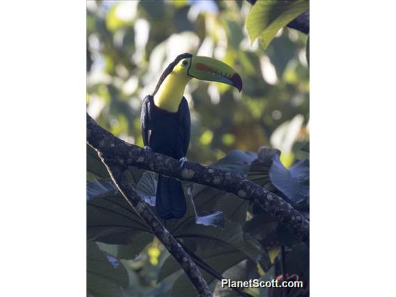 Keel-billed Toucan (Ramphastos sulfuratus)