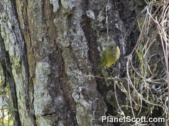 Ochre-bellied Flycatcher (Mionectes oleagineus)