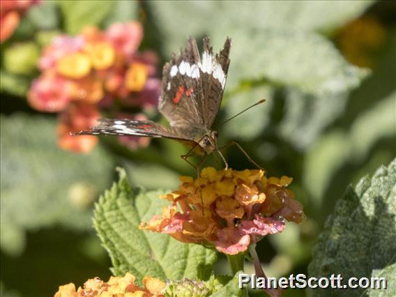 Red Peacock (Anartia amathea)