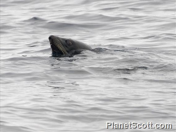 Guadalupe Fur Seal (Arctocephalus townsendi)