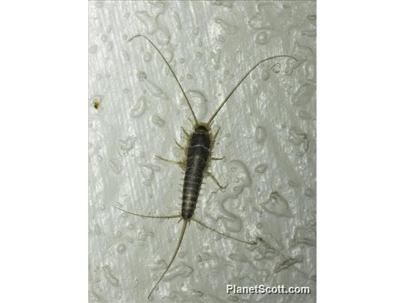 Long-tailed Silverfish (Ctenolepisma longicaudatum)