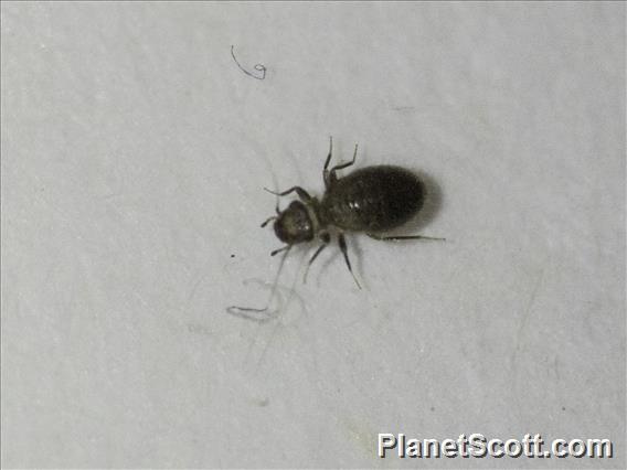 Reticulate-winged Booklouse (Lepinotus reticulatus)