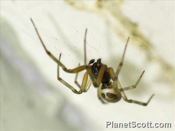 Noble False Widow (Steatoda nobilis)