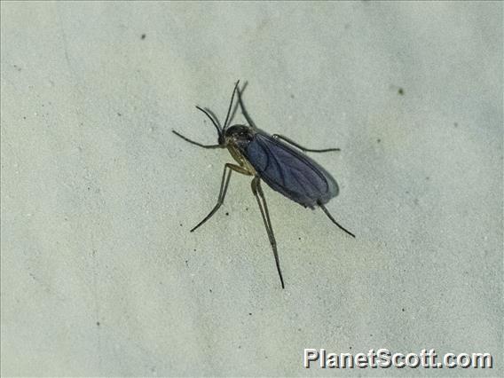 Fungus Gnat (Sciaridae sp)